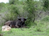 bueffelbuffalo