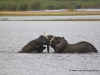 elefantenelephants_playing
