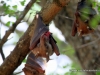fledermaus