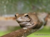 froschfrog