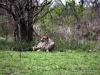 gepardcheetah-1