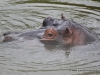 hippo