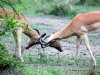 impala