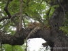 leopardlepard