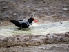 oyster_catcher