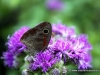 schmetterlingbutterfly