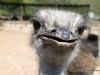straussostrich