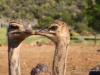 straussostrich_2