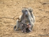 baboons_0