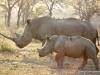 breitmaulnashoerner-white-rhinos