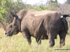 breitmaulnashorn-mit-schildrabe-white-rhino-with-pied-crow