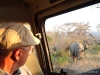 breitmaulnashorn-white-rhino