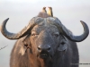 bueffel-mit-madenhackern-buffalo-with-ox-pecker
