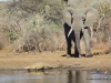 elefant-vertreibt-krokodil-elefant-and-krokodile