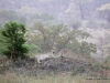 gepard-cheetah