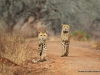 geparden-cheetahs