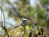 graufischer-pied-kingfisher