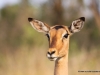 impala