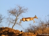 jumping-impala