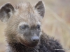 junge-hyaene-young-hyena