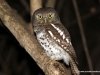 kapkauzafrican-barred-owl