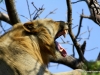 loewe-im-baum-lion-in-the-tree