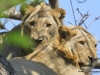 loewen-im-baum-lions-in-the-tree