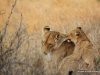 loewin-mit-jungen-2-lioness-with-cups-2