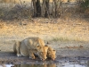 loewin-mit-jungen-lioness-with-cups