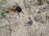 pillendreher-dung-beatle