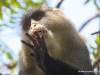 samango-meerkatze-samango-monkey