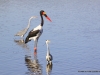 sattelstorch-und-graureiher-sattle-built-stork-and-grey-harron