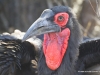 schildrabe-pied-crow