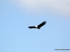 schreiseeadlerafrican-fish-eagle