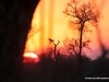 sundowner