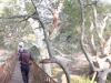 wanderung-im-fig-forest-walk-in-the-fig-forest