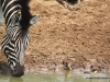 zebra-mit-madenhacker-zebra-with-ox-pecker