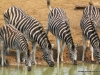 zebras