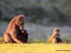 baboons