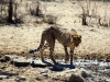 gepard-am-wasserloch-kalahari