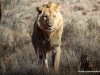 loewe-in-kalahari