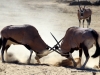 oryx-beim-kampf-kalahari