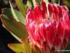 protea-de-hoop