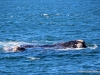 wal-auf-bootstour-hermanus