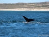wal-hermanus