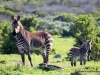 bergzebras-west-coast-nationalpark