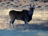 eland-kalahari