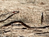 erdmaennchen-und-rotbauchwuerger-kalahari