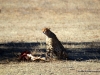 gepard-am-kill