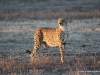 gepard-kalahari
